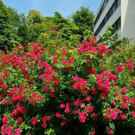 Le Camelia Vaux-le-Pénil